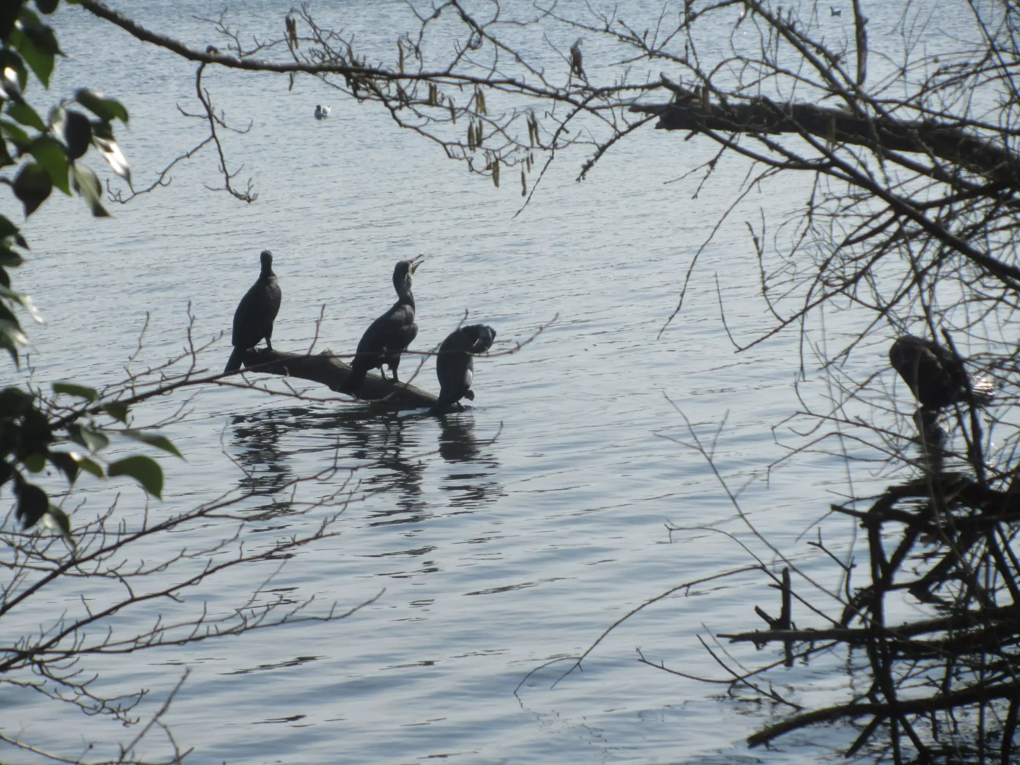 cormorans du bois joalland